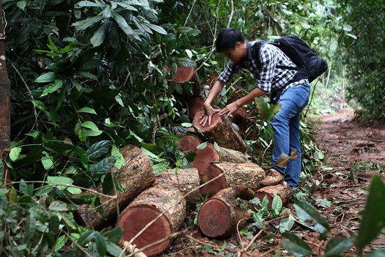 Đắk Nông thờ ơ lệnh đóng cửa rừng của chính phủ ảnh 3
